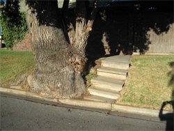 Trees can have large evasive roots